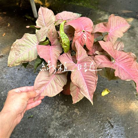 粉紅合果芋照顧